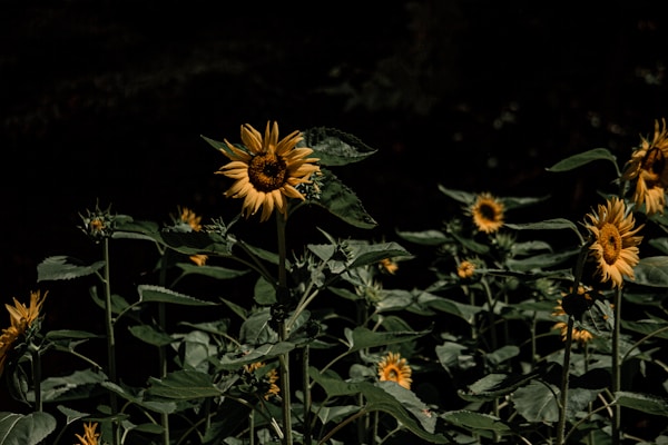 Sunflowers with vibrant yellow petals and dark centers surrounded by lush green leaves, set against a shadowy background.