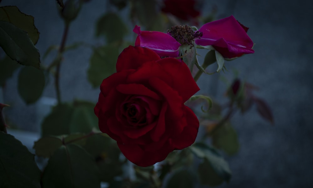 red rose in bloom during daytime