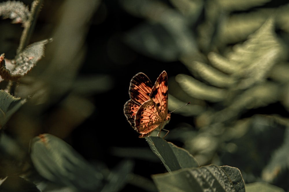 brown butterfly perched on green leaf in close up photography during daytime