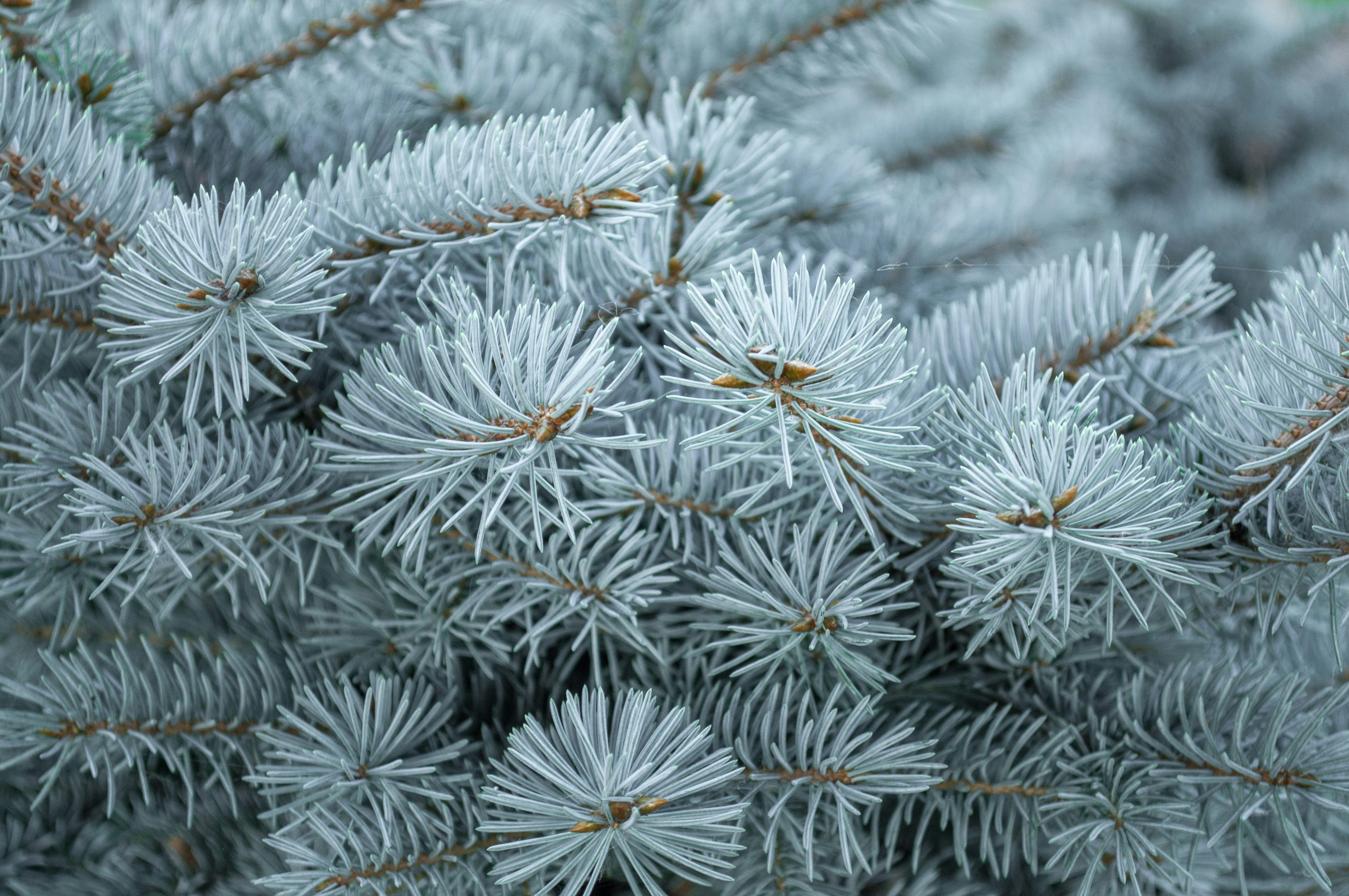 white and green plant covered with snow