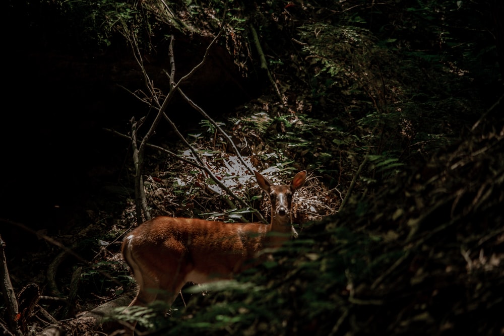 brown deer on brown soil