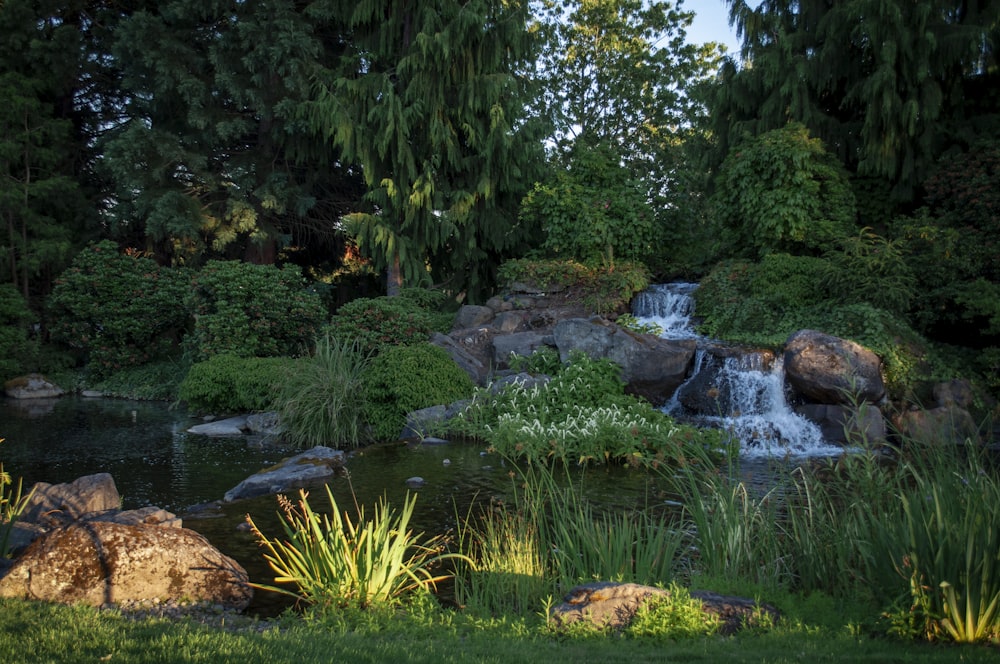 Grünes Gras und Bäume in der Nähe des Flusses tagsüber