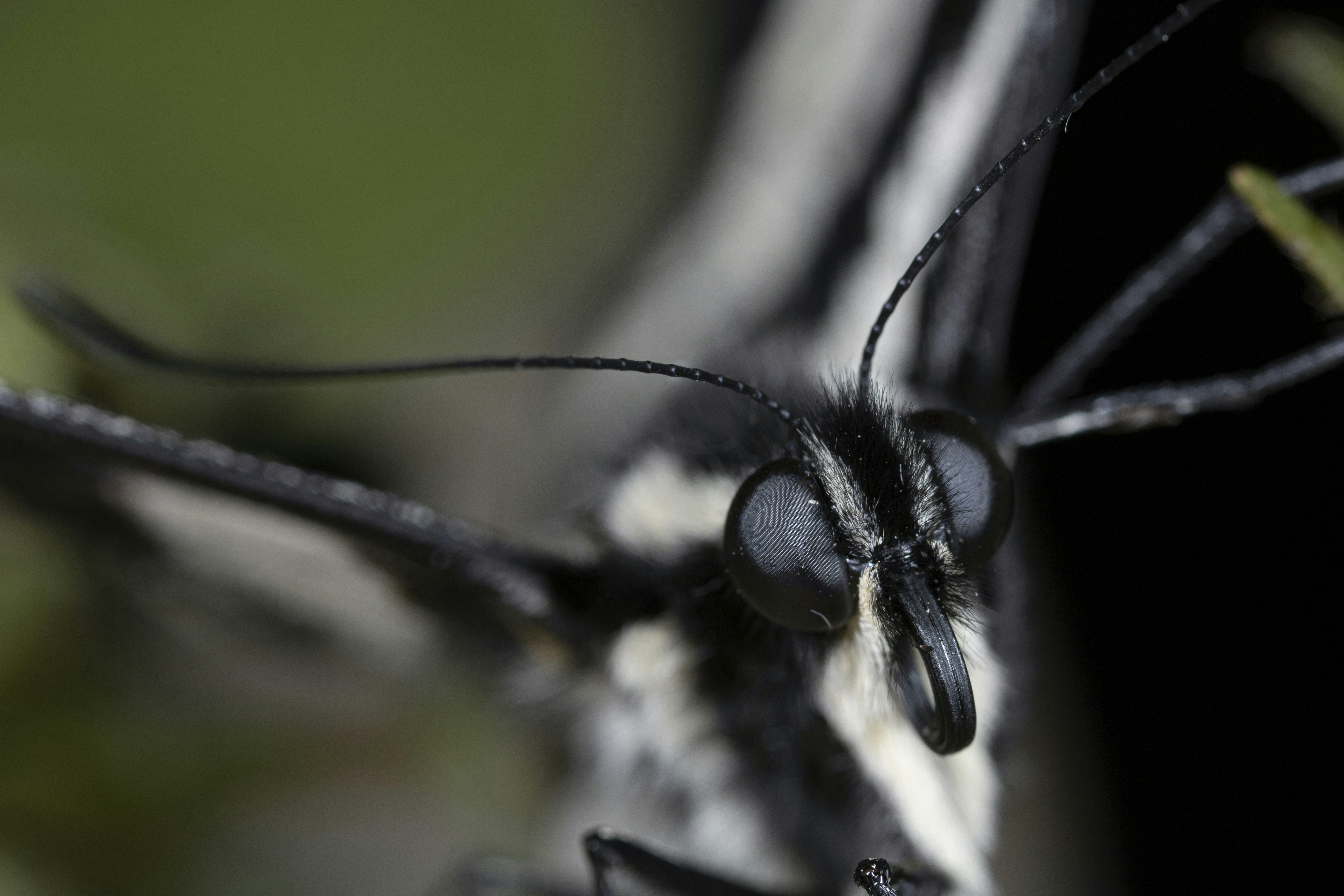 Photo by jamie_macro