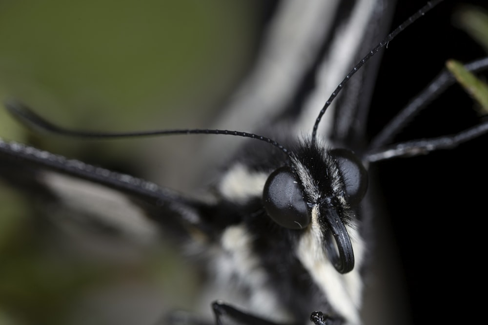 black and white butterfly perched on white flower in close up photography during daytime