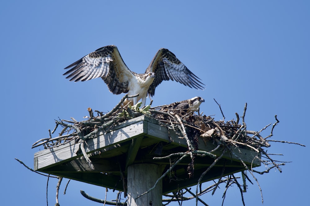 white and black bird on nest