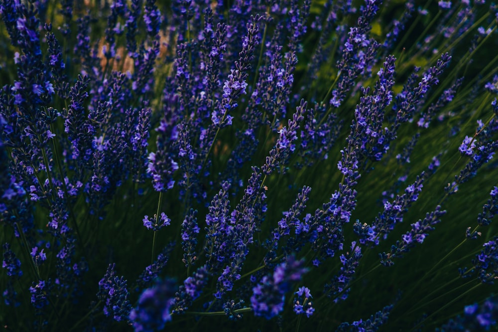 purple flowers in tilt shift lens