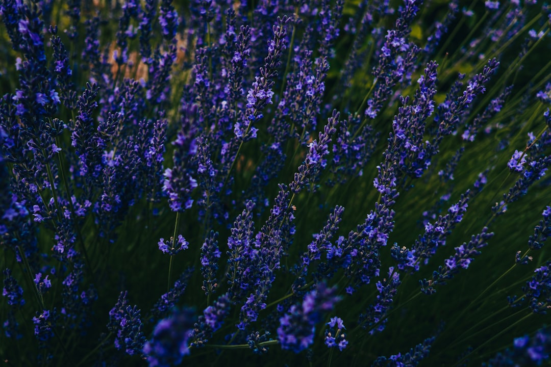 purple flowers in tilt shift lens