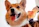 A joyful dog wearing a colorful carnival costume surrounded by balloons and happy families.