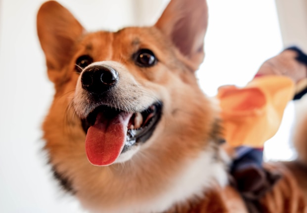 A happy corgi puppy playing with a colorful toy.