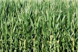 Farmers inspecting healthy corn plants in a field.