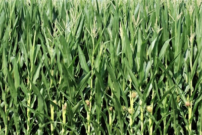 Farmers inspecting corn plants in a field, showcasing healthy growth and vibrant colors.