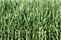 Close-up of healthy corn crops growing in well-tended fields.