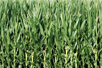A dense field of tall, green corn plants with mature ears and tassels, showing healthy growth and vibrant green foliage.