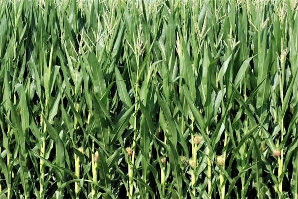 A dense field of tall, green corn plants with mature ears and tassels, showing healthy growth and vibrant green foliage.