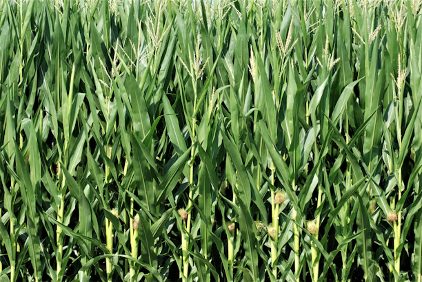 Close-up of vibrant corn plants growing tall in a well-tended farm plot.