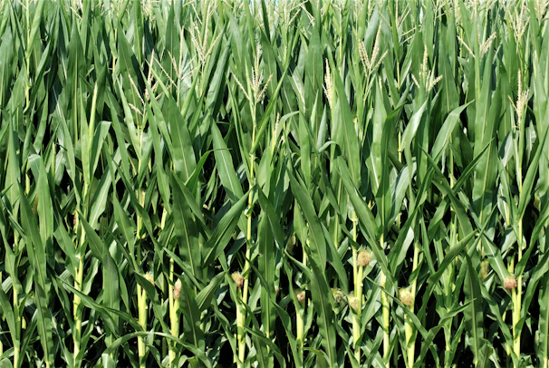 Farmers inspecting healthy green corn plants in a lush field