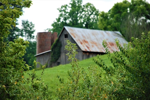 A rustic barn with a weathered, corrugated metal roof stands amidst lush greenery. Tall trees surround the structure, and a grassy field stretches in front. The barn appears aged, with a wooden facade and a cylindrical silo partially visible behind it.