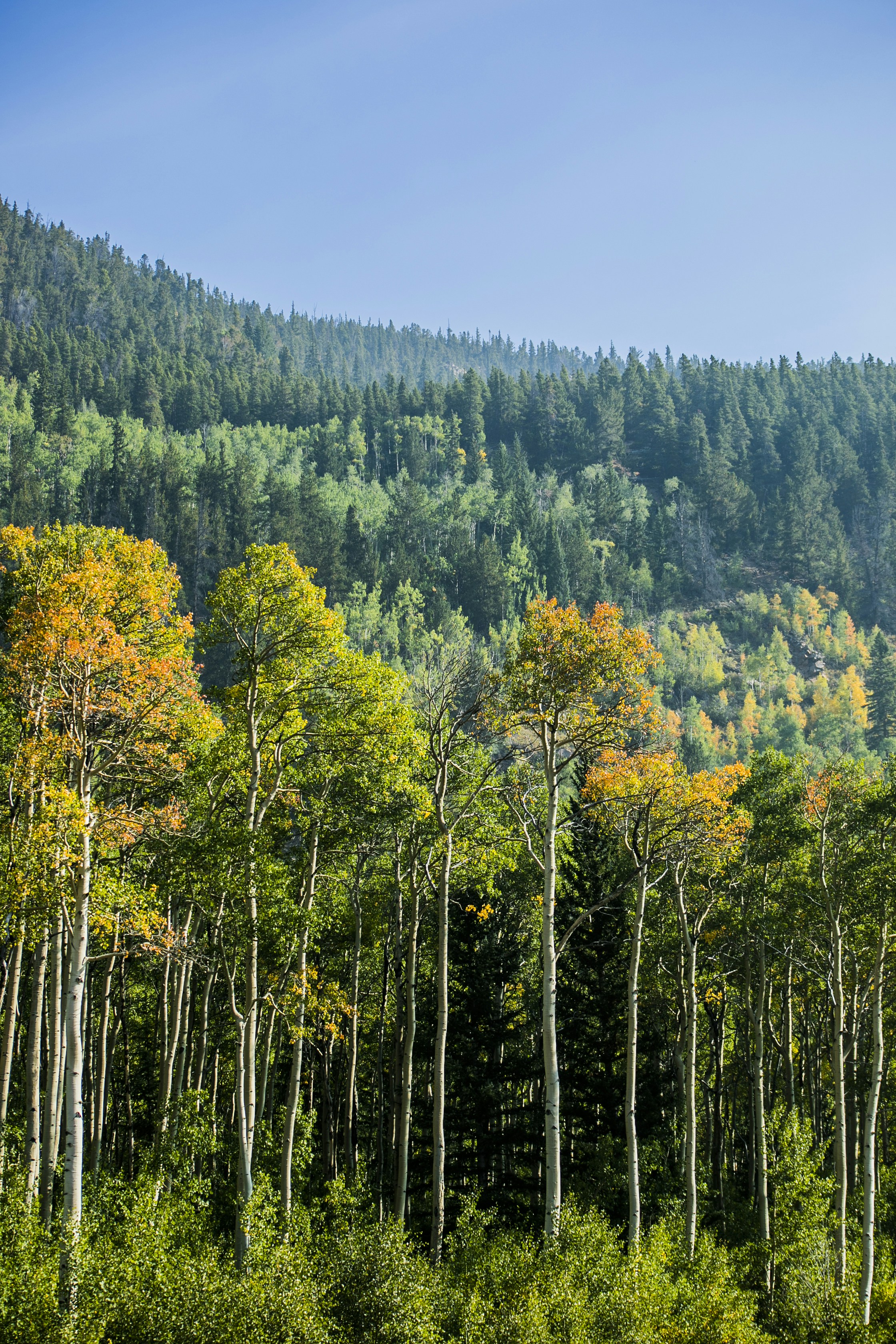 green and yellow trees during daytime
