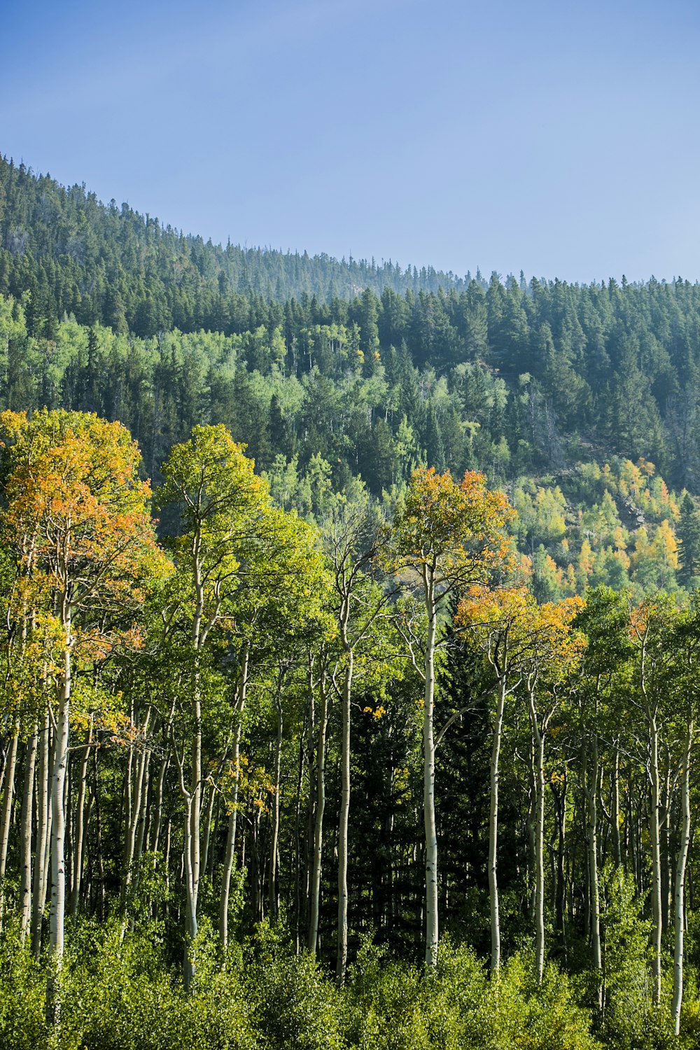 green and yellow trees during daytime