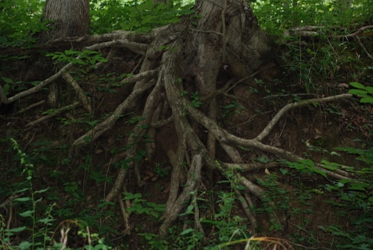 Large tree roots spread across the forest floor, intertwining with the earth. The area is densely covered with green foliage and leaves, creating a natural, untamed environment. The roots appear sturdy and deeply embedded in the soil, showcasing nature's resilience and beauty.