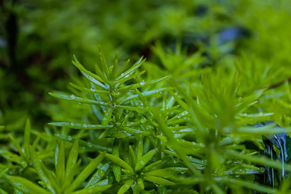 green plant in macro lens