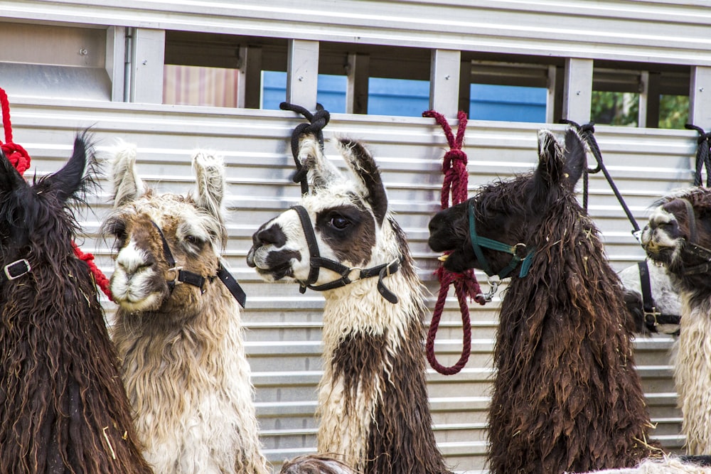 brown and white llama standing on white wooden fence during daytime