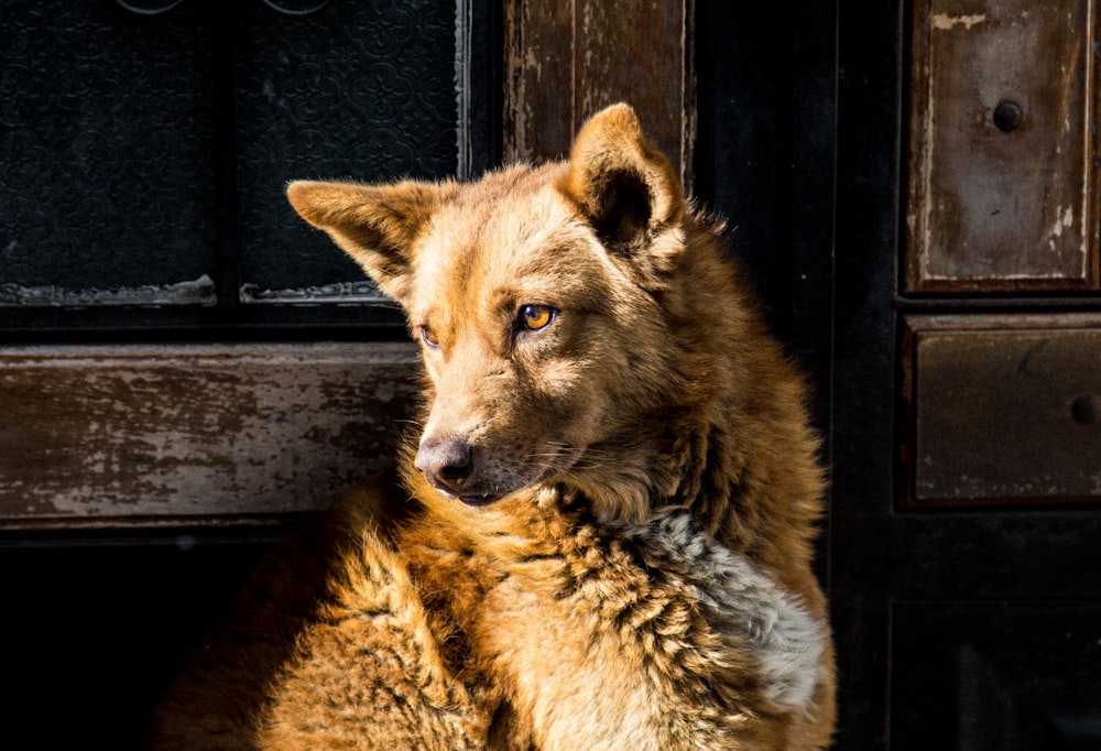 brown and white short coated dog