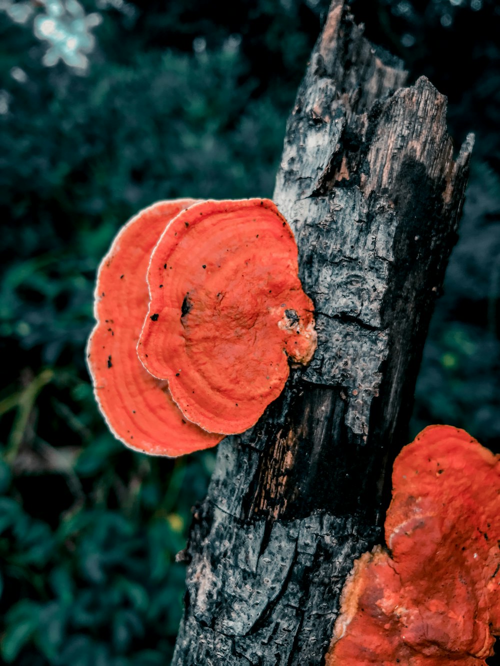 orange mushroom on brown tree trunk