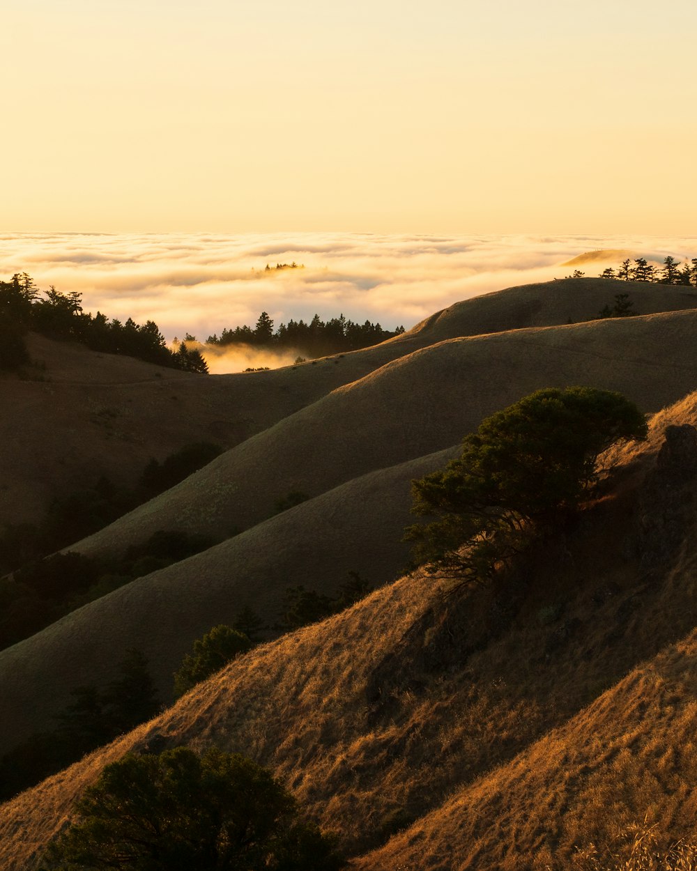 green trees on brown mountain during daytime