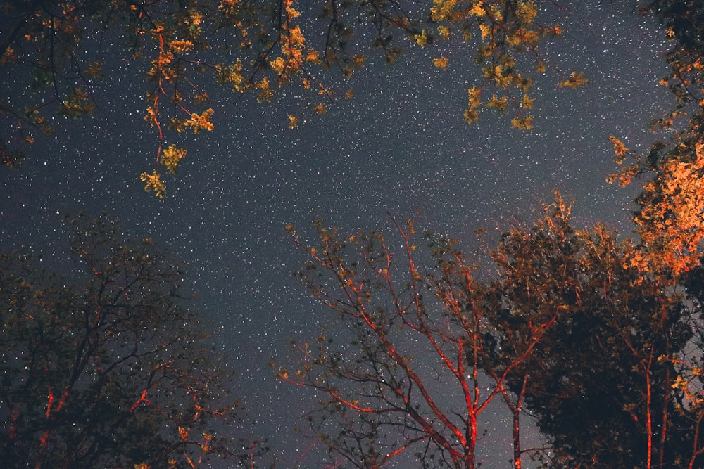 밤에 나무에 빨간색과 갈색 잎