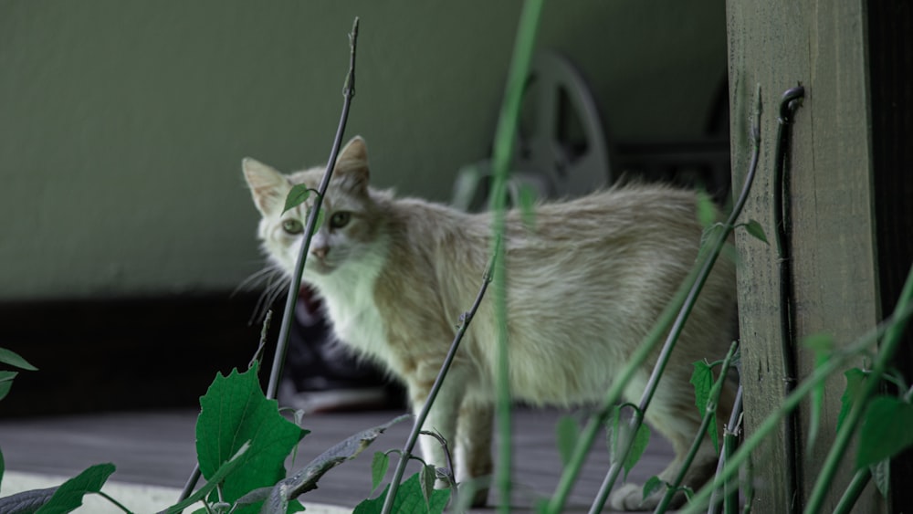 orange tabby cat on green grass