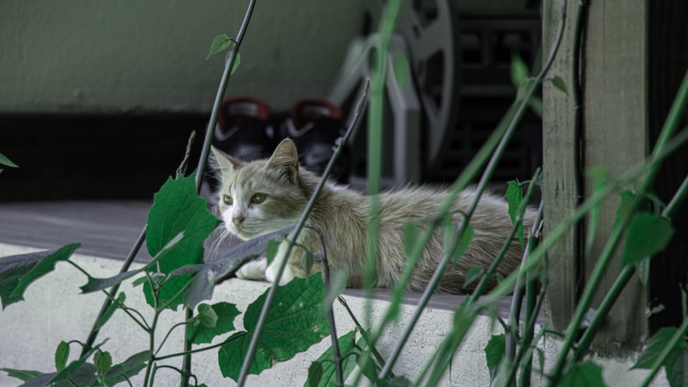 brown and white cat on white metal fence