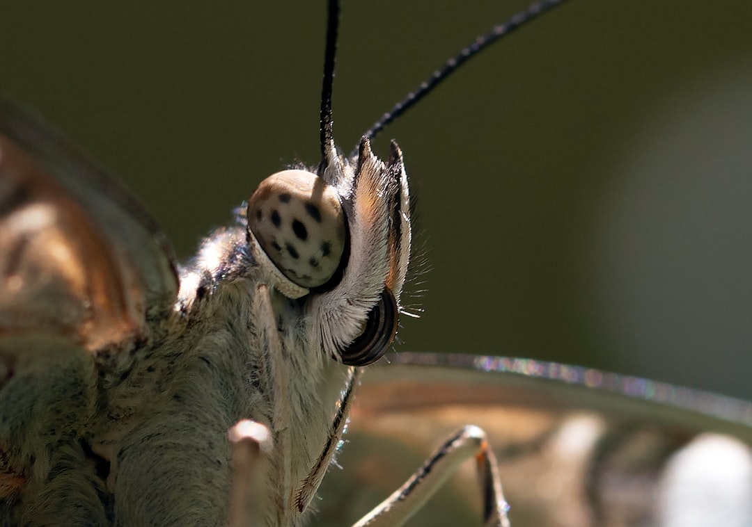 brown moth on brown metal fence during daytime