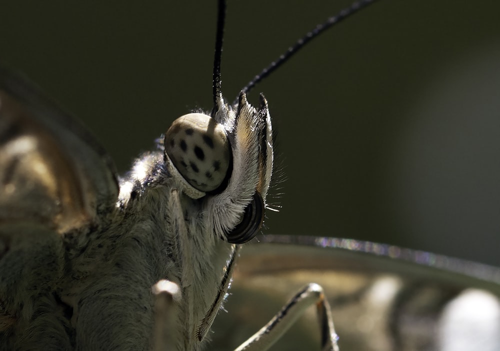 brown moth on brown metal fence during daytime