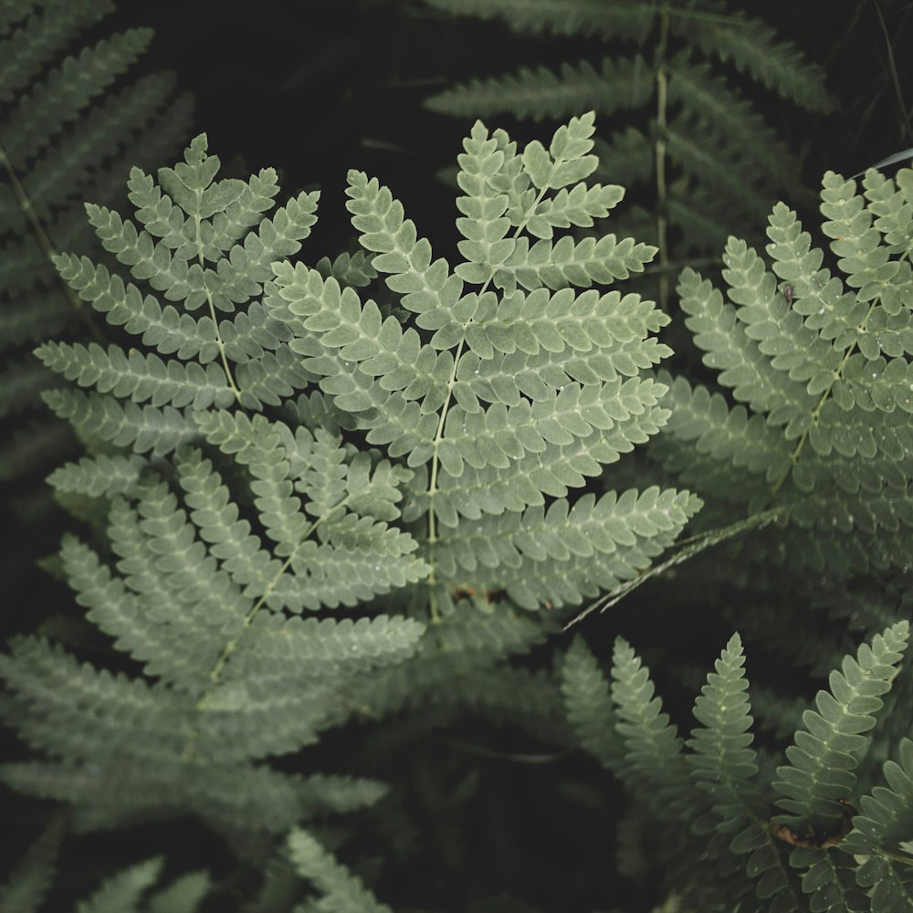 green fern plant in close up photography