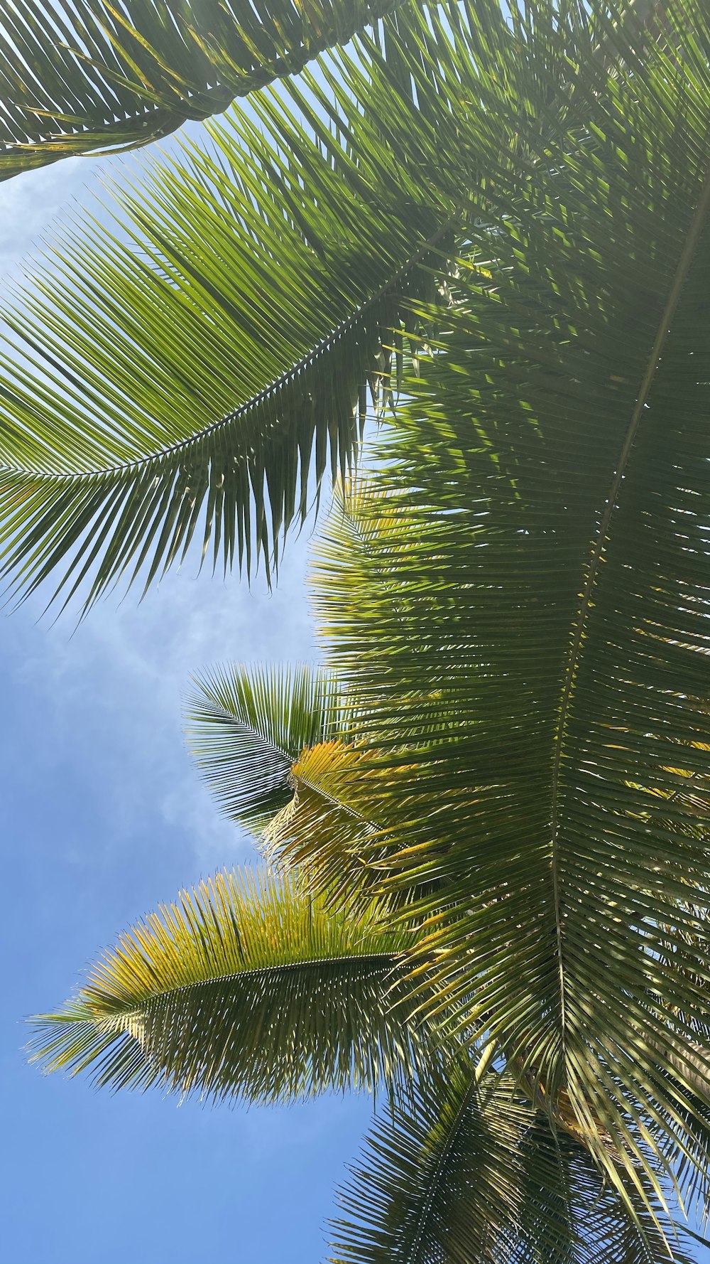 green palm tree under blue sky during daytime