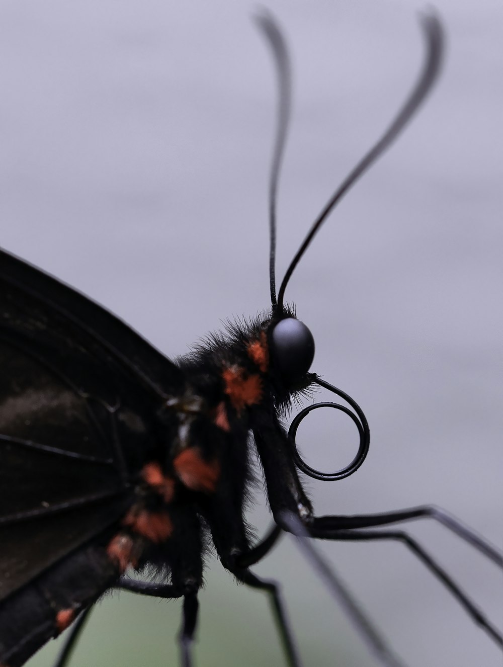 black and red butterfly perched on white flower in close up photography during daytime