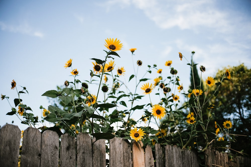 Gelbes Sonnenblumenfeld unter blauem Himmel tagsüber