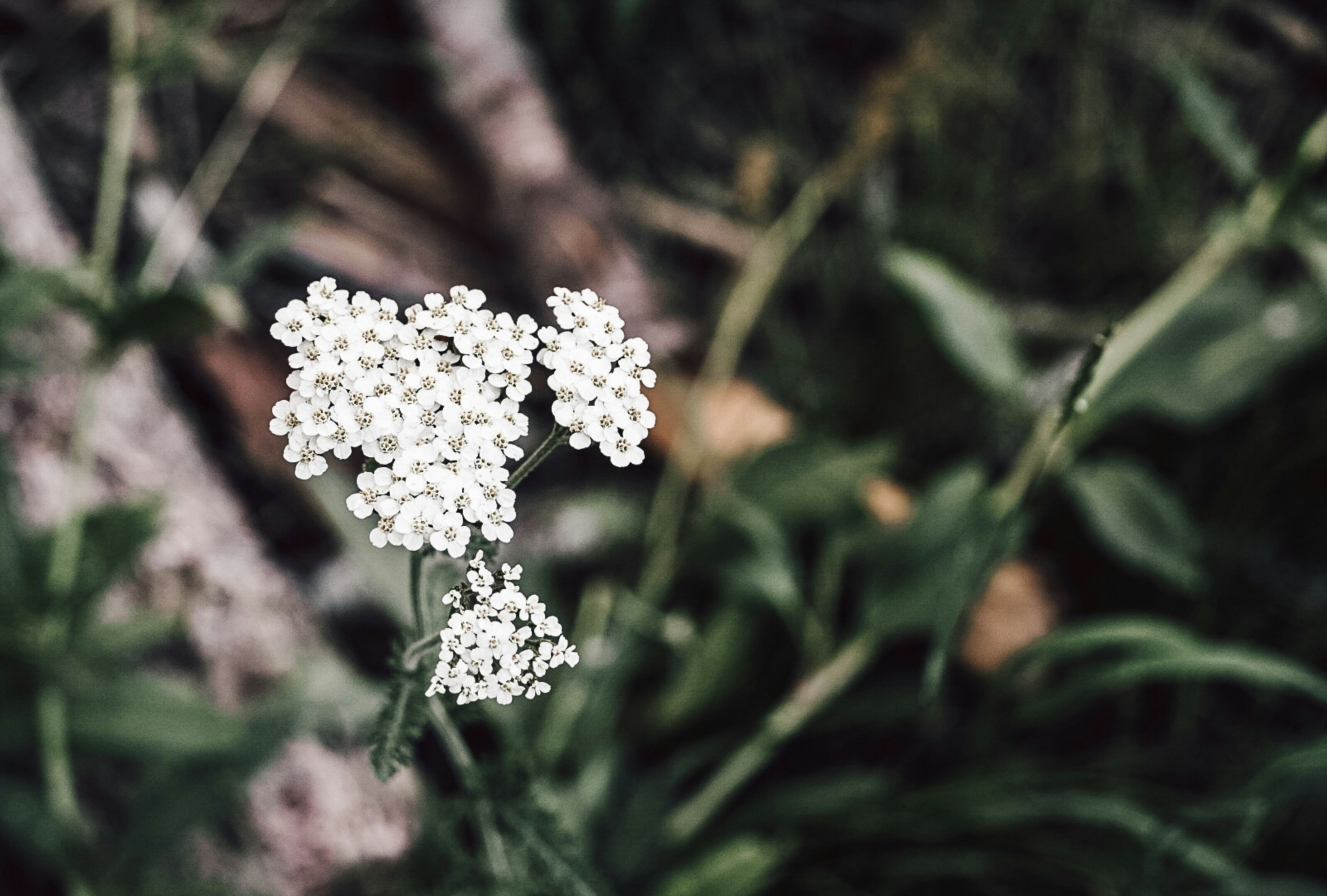 Photo by thalia_s_ruiz