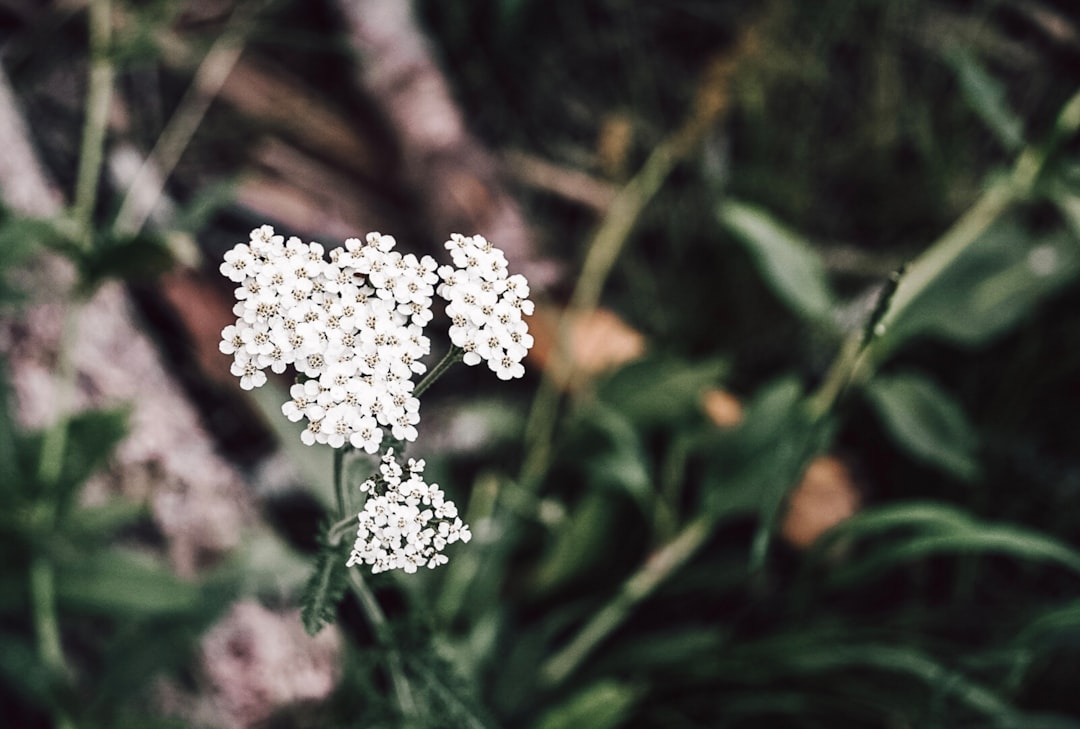 white flower in tilt shift lens