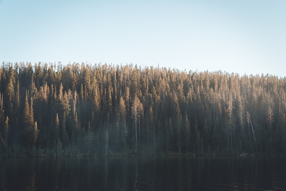 green trees near body of water during daytime