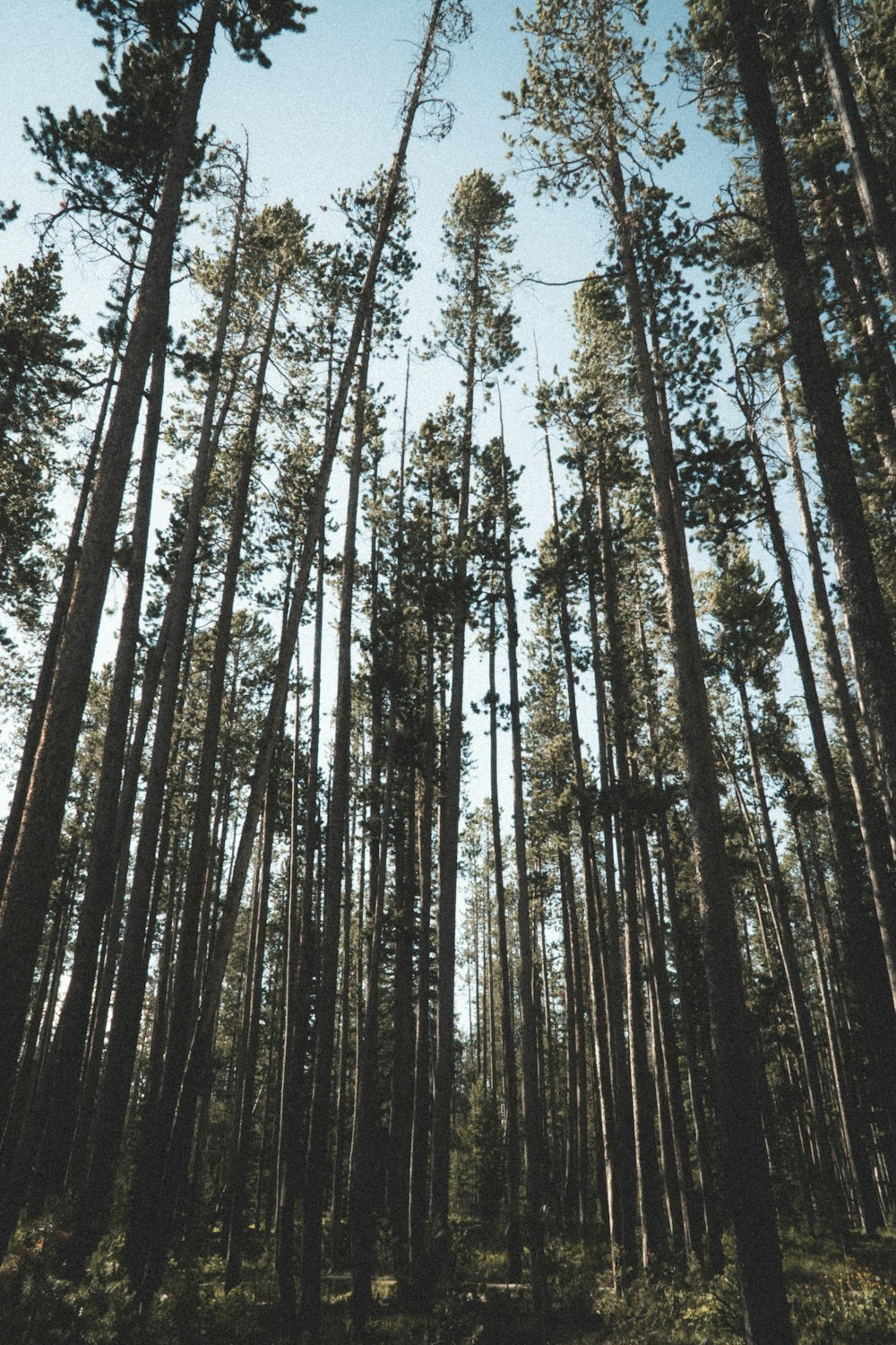 Photographie en contre-plongée d’arbres bruns pendant la journée