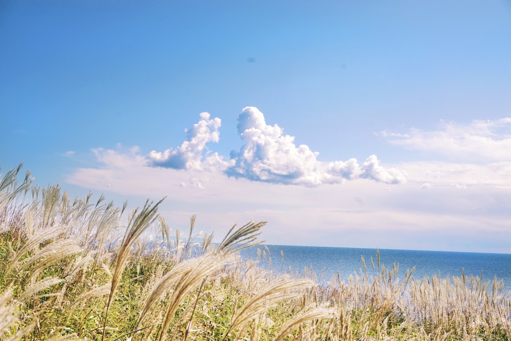 green grass near blue sea under blue sky and white clouds during daytime