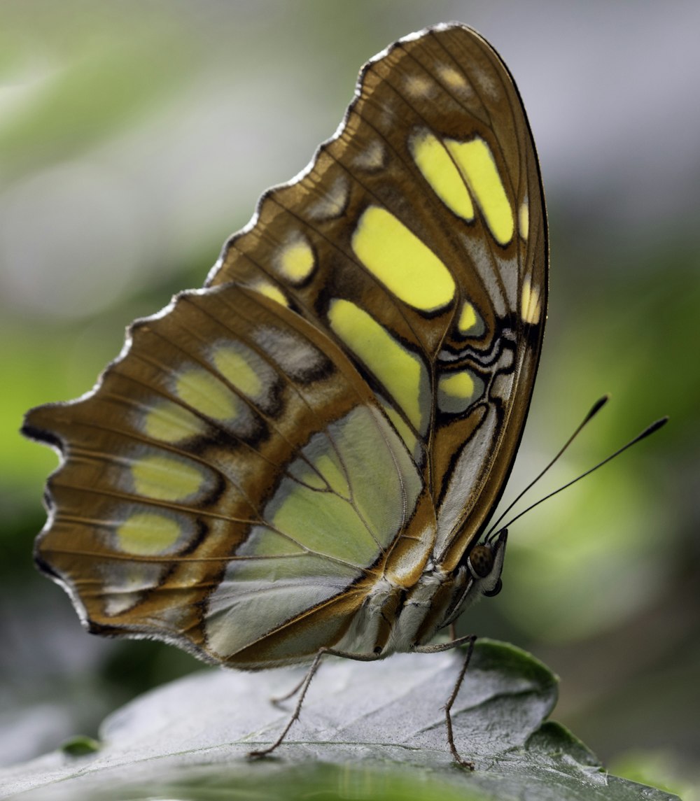 papillon brun et noir sur feuille verte