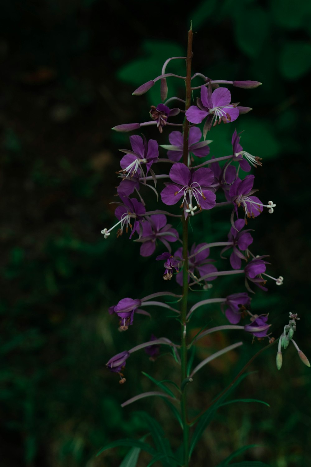 purple flowers in tilt shift lens