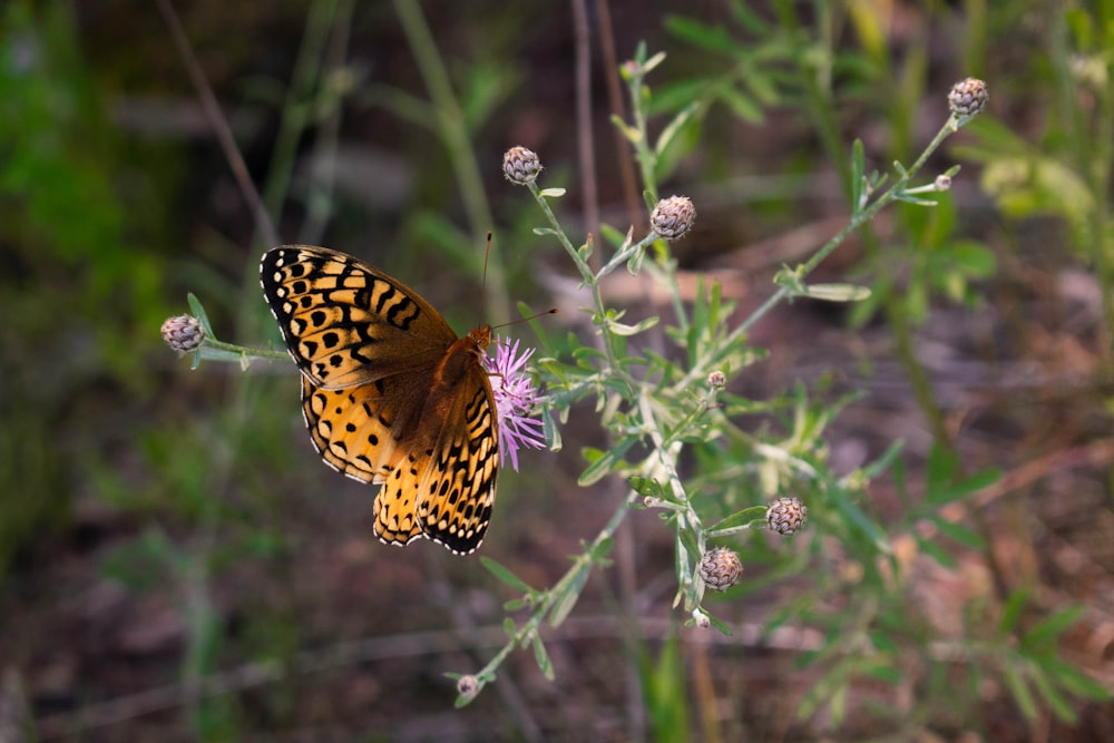 yellow and black butterfly on purple flower