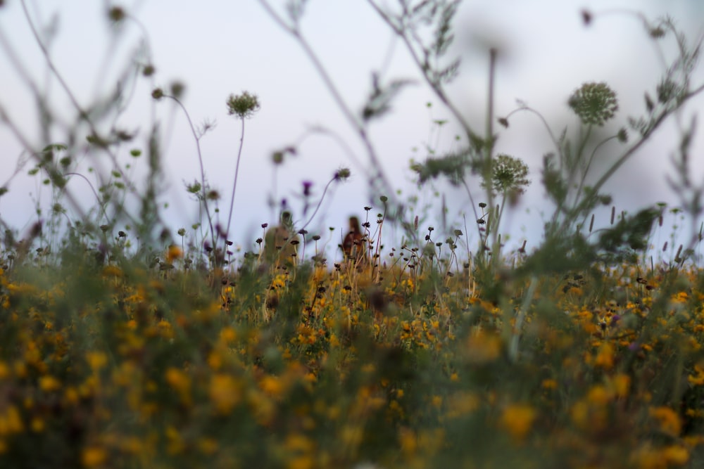 yellow and brown flowers in tilt shift lens