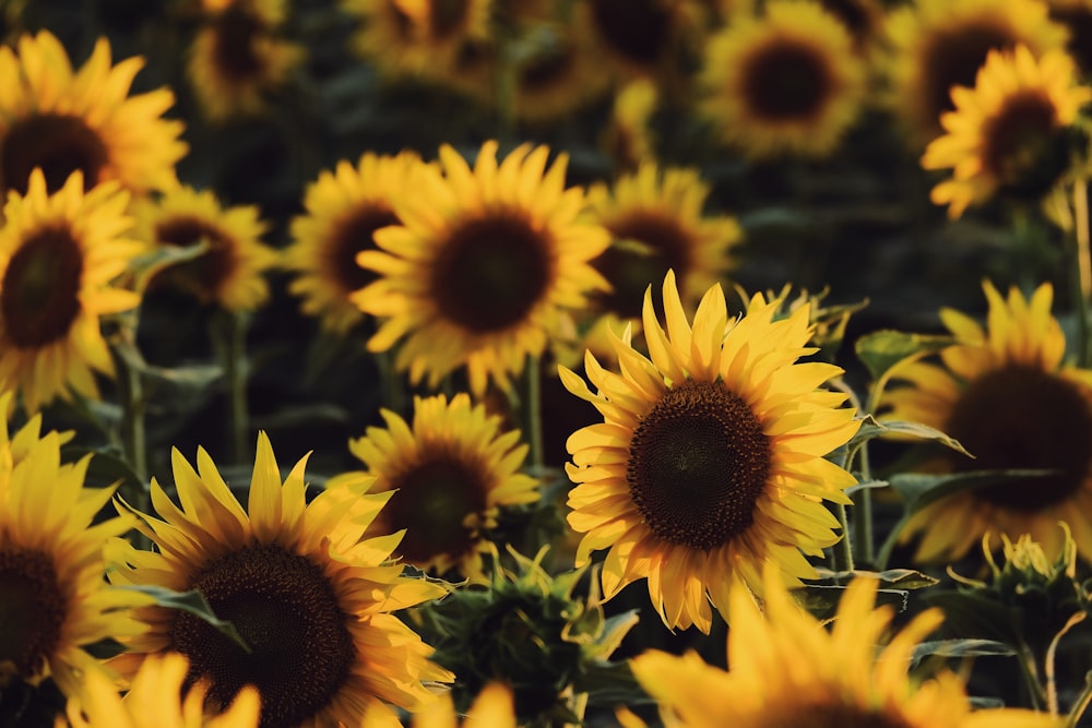 yellow sunflower in close up photography