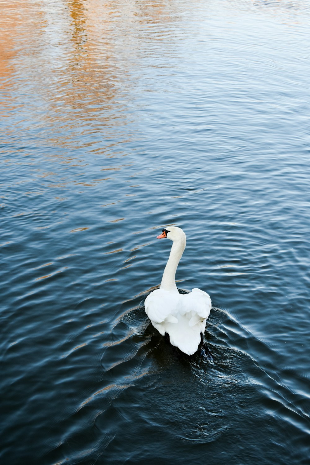 white swan on body of water during daytime