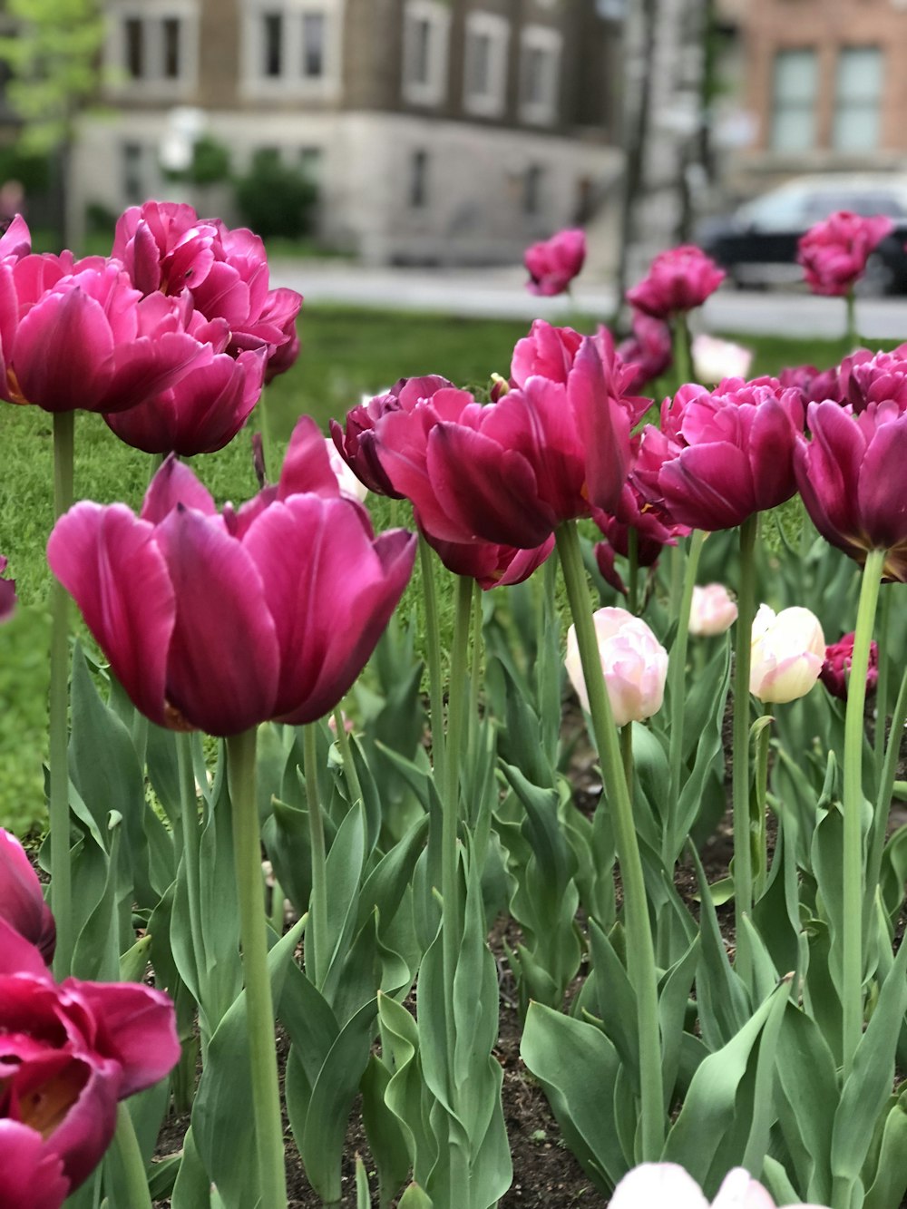 tulipani rossi e bianchi in fiore durante il giorno